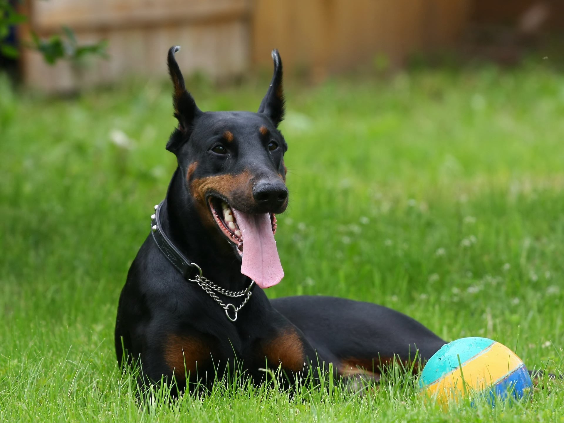 pies doberman leży trawa piłka spojrzenie oczy obroża łańcuch język