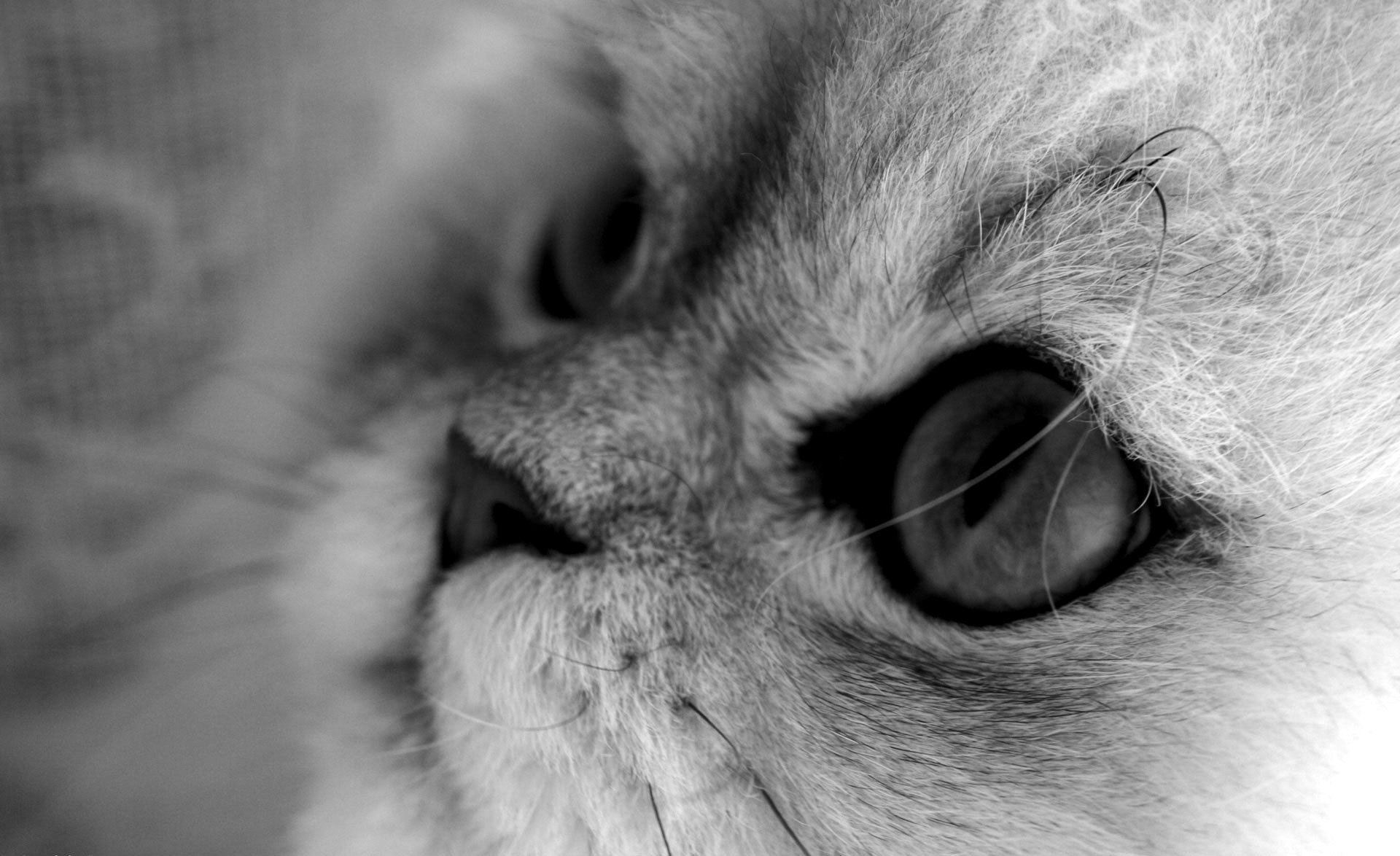 macro blanco y negro fondo gris gato gato animales mirada gato ojos