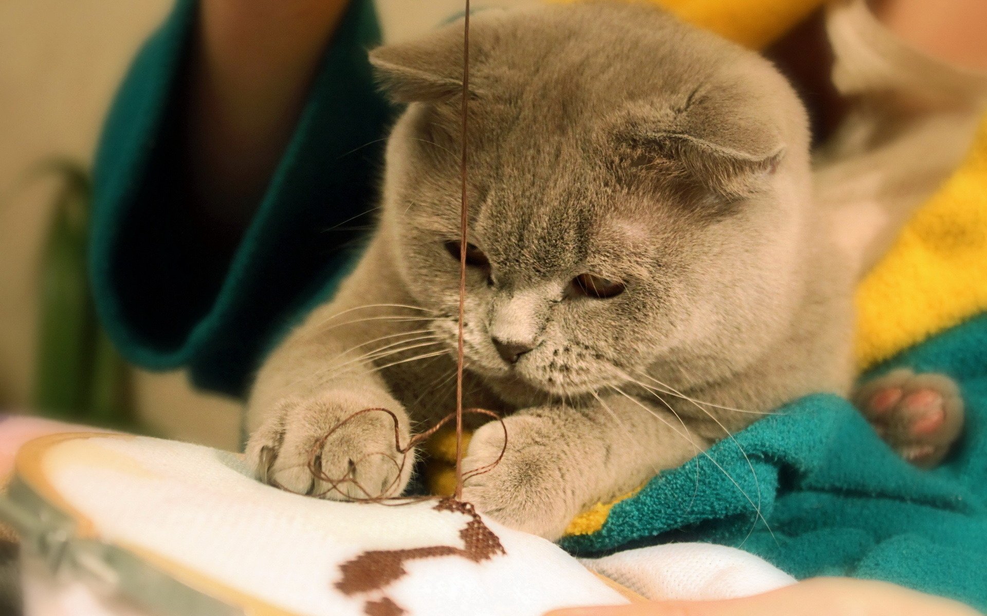 cat seamstress thread animals look feline