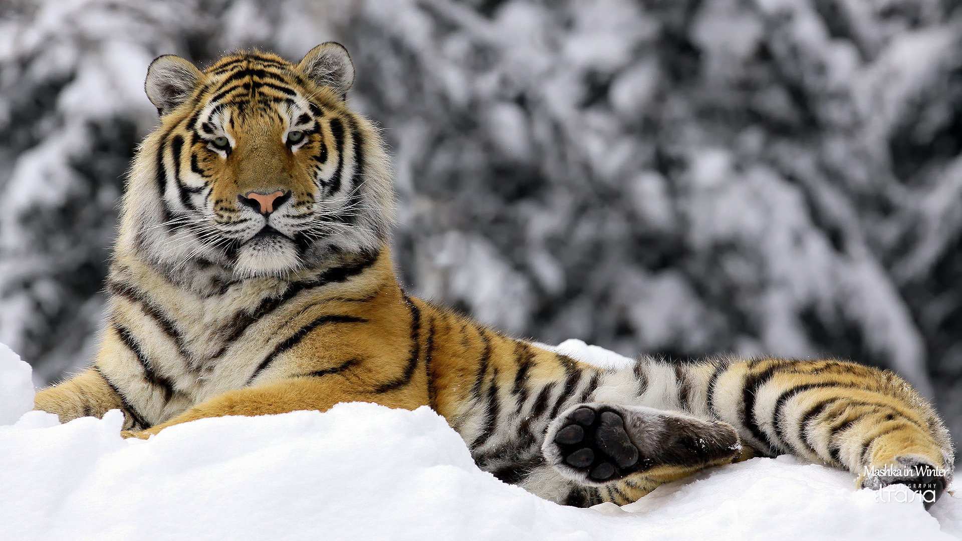 mashka in winter tigre hiver animaux prédateurs vue félin yeux