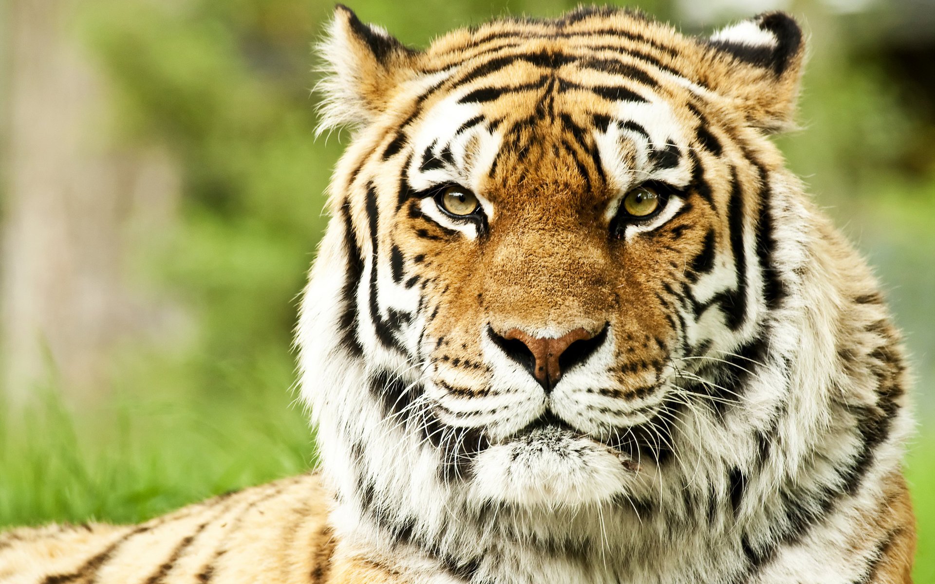 chats sauvages tigres de sibérie museau museau prédateurs animaux vue félin yeux