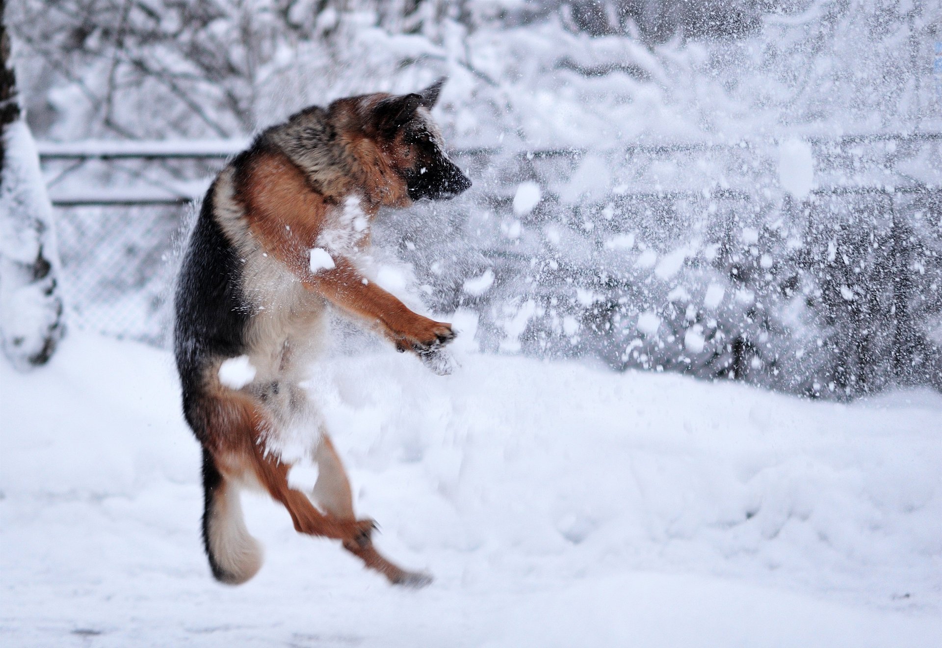 hund rosensturm winter schnee schäferhund deutsch sprung