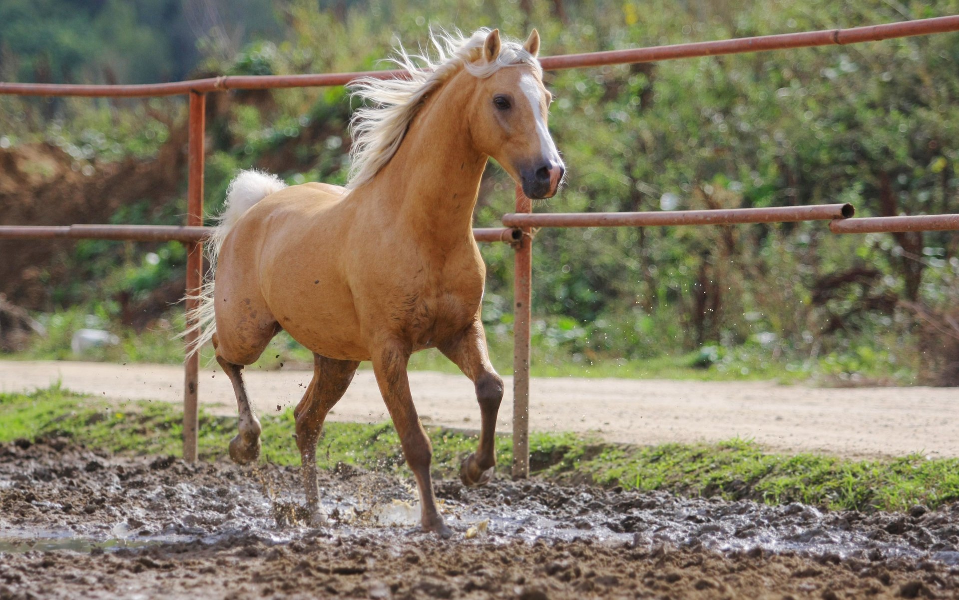 caballo valla barro rojo bokeh ungulados correr velocidad verano melena carretera valla sal