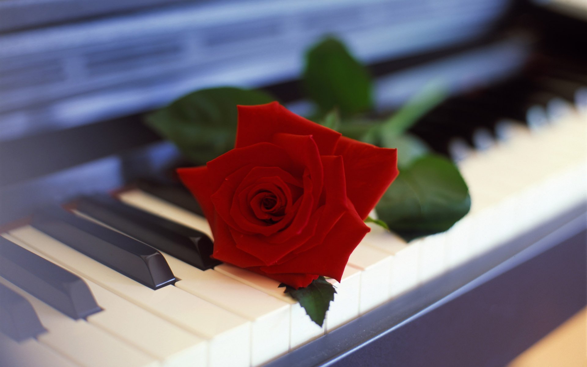 flower flowers rose piano keys music gift