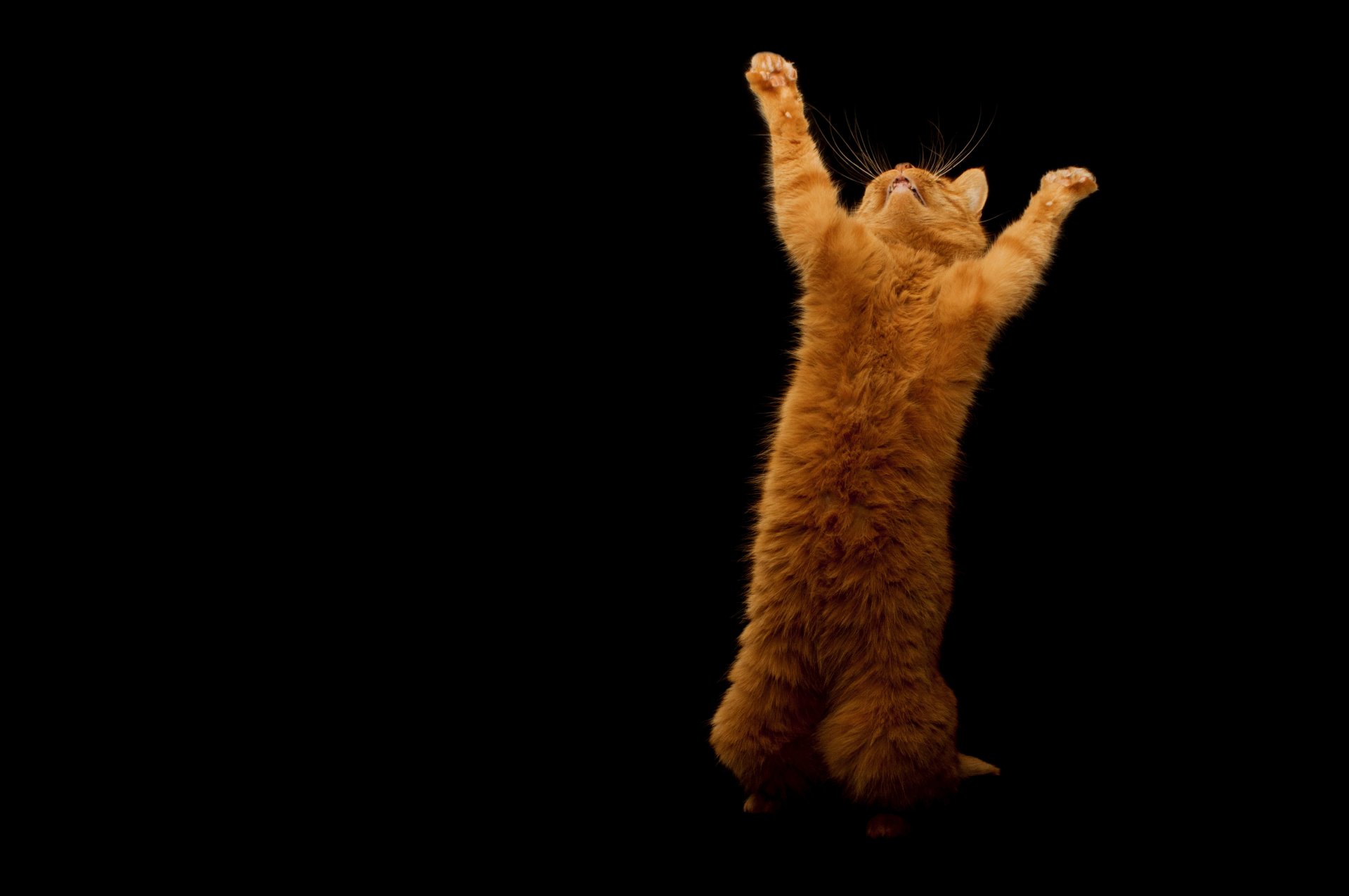 cat ginger joy black background jump playful animals feline