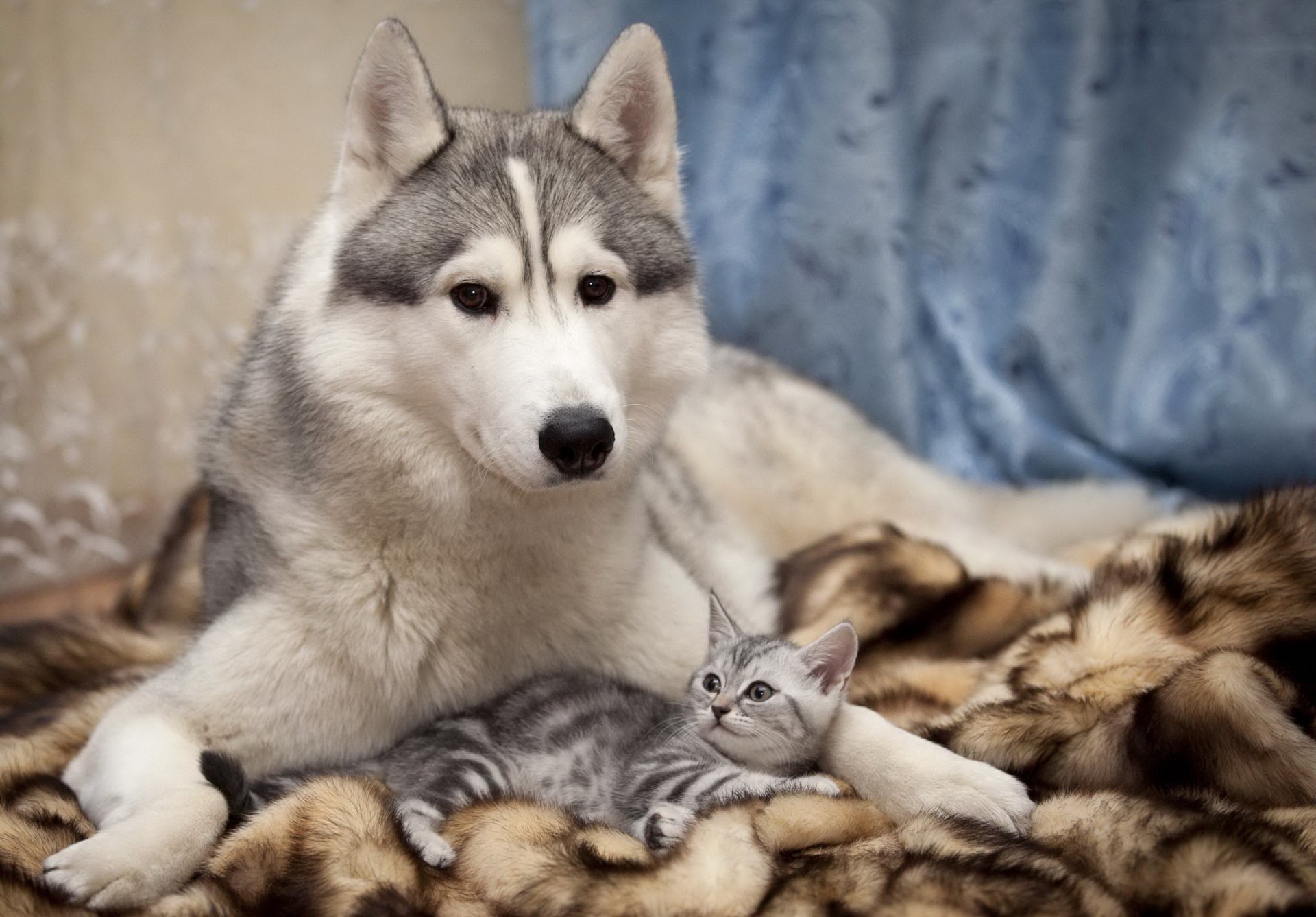 chien rideau chat amitié soin husky yeux peur joie couverture mur photo vue