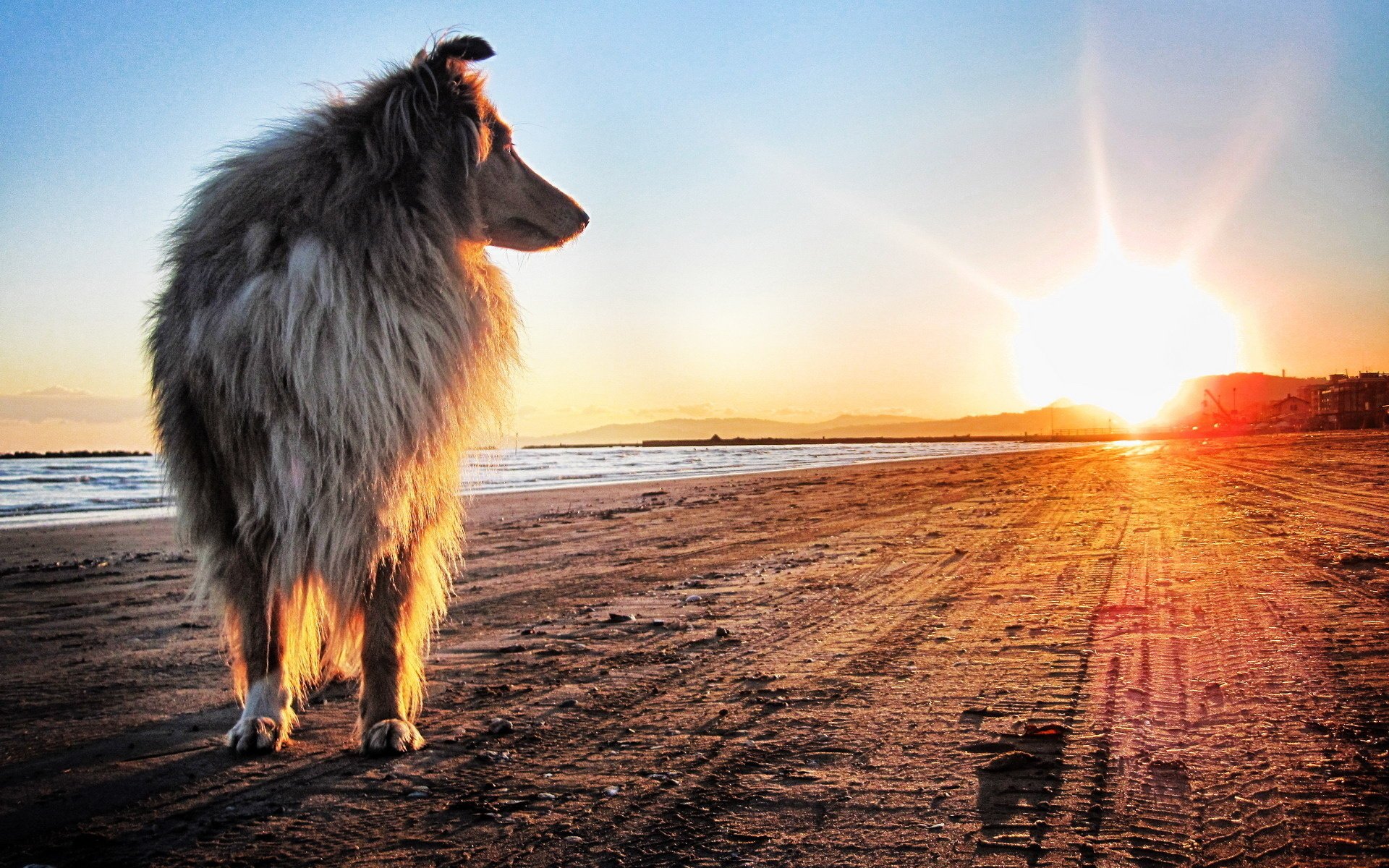 perro collie costa puesta de sol sol arena vista