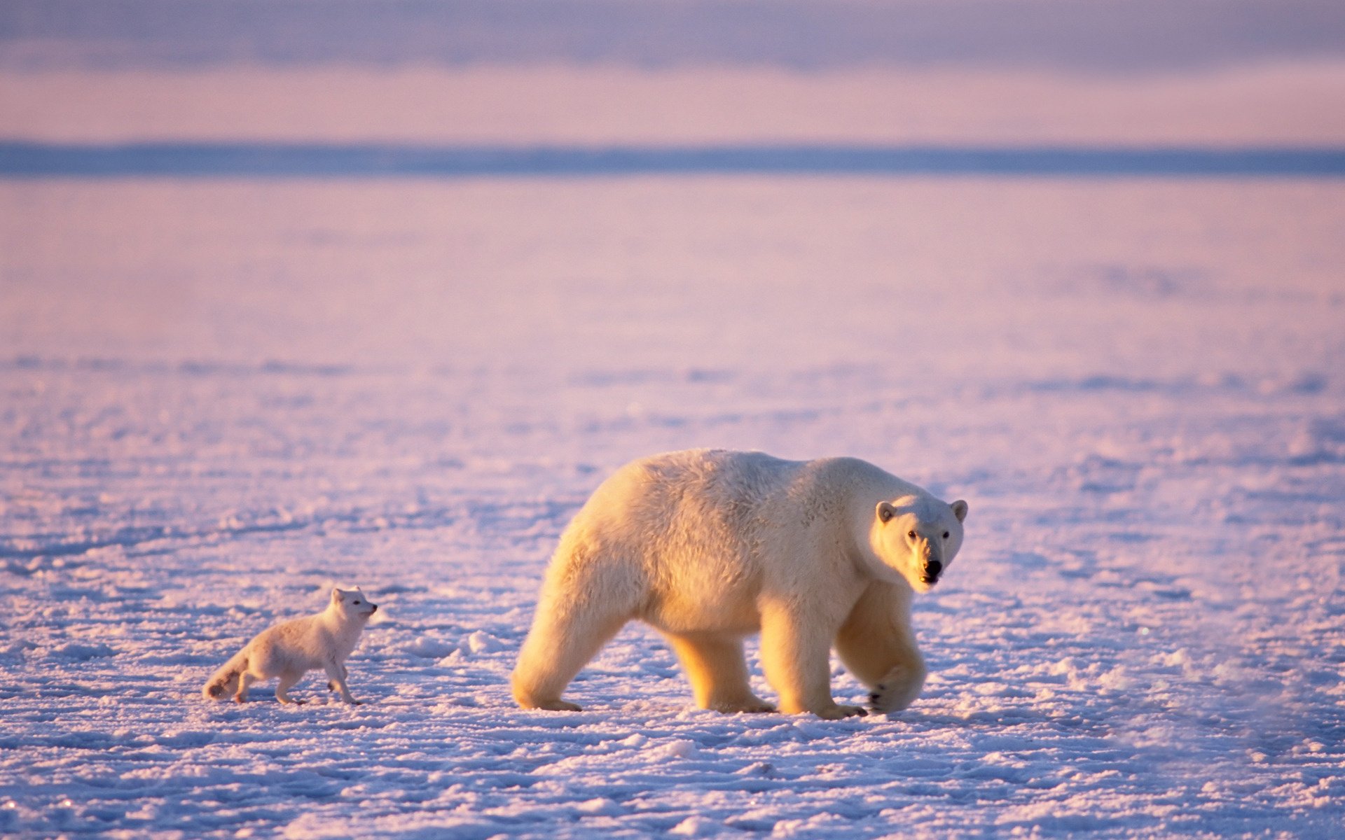 polar bear polar bears fox arctic ice bear predators snow the rays of the sun bears bruin