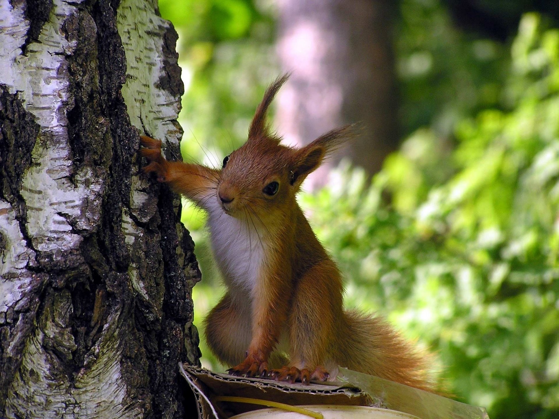 écureuil curiosité arbre forêt pattes oreilles écorce verdure bouleau regard