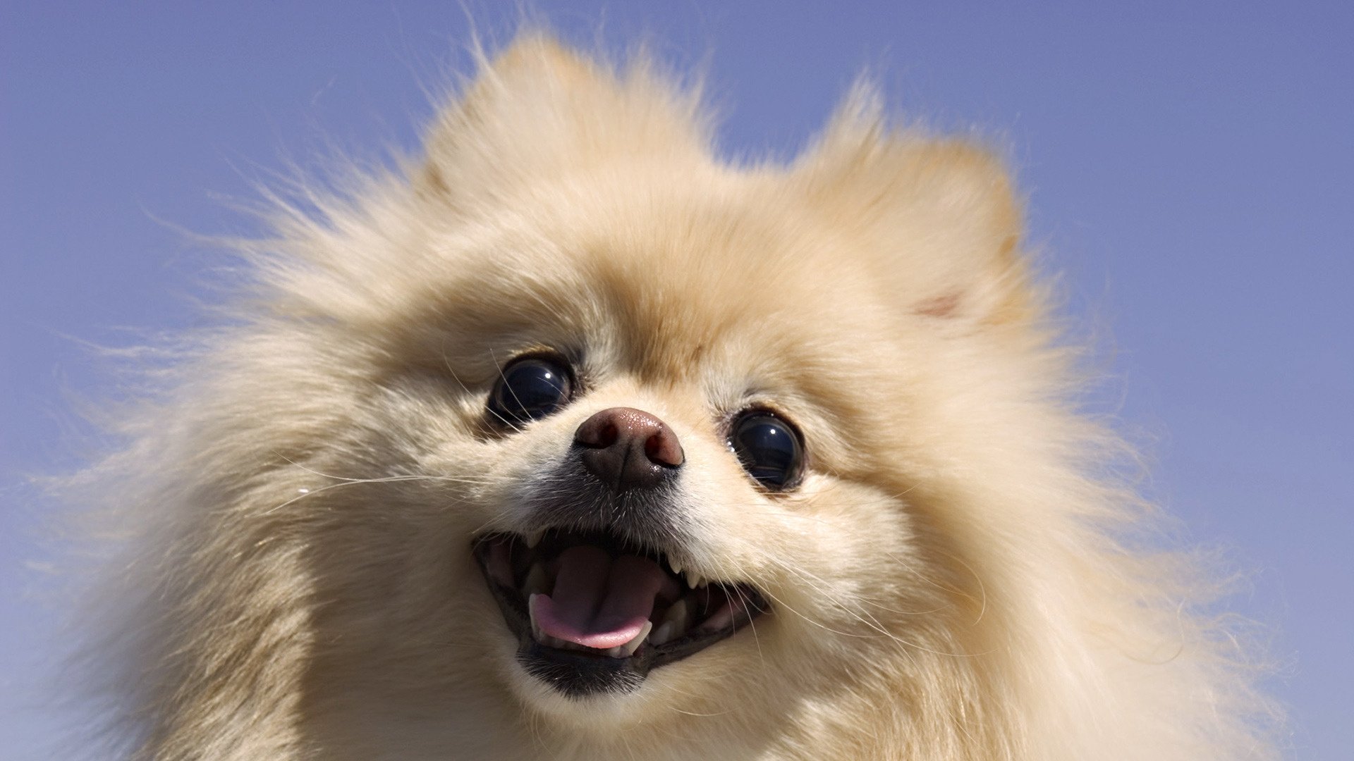 wool mouth face dogs look eyes macro