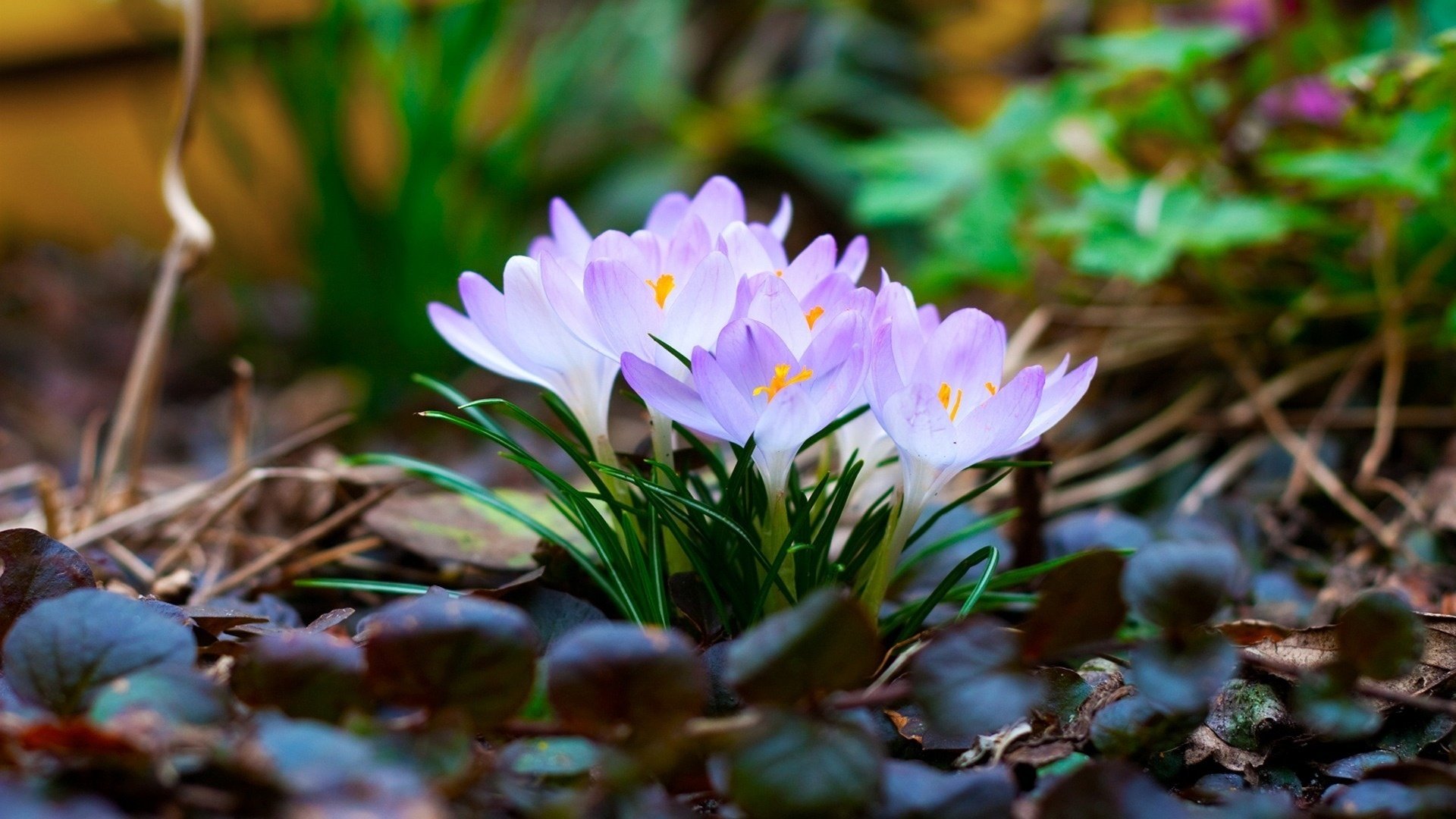 flowers crocuses leaves primroses spring macro