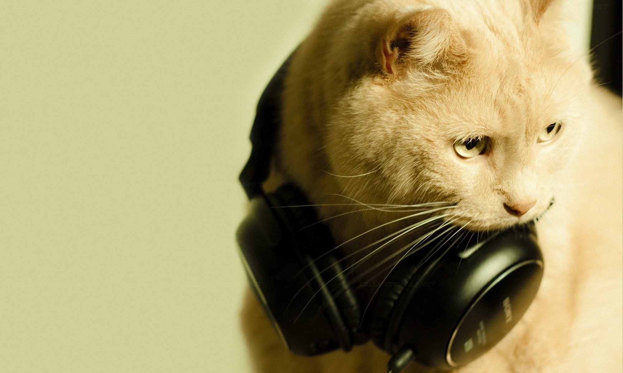 cat music headphones macro love cat animals gaze feline eye