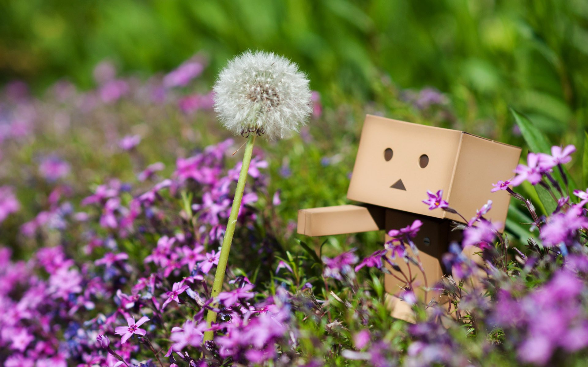 цветы danbo одуванчик растения розовые трава весна макро