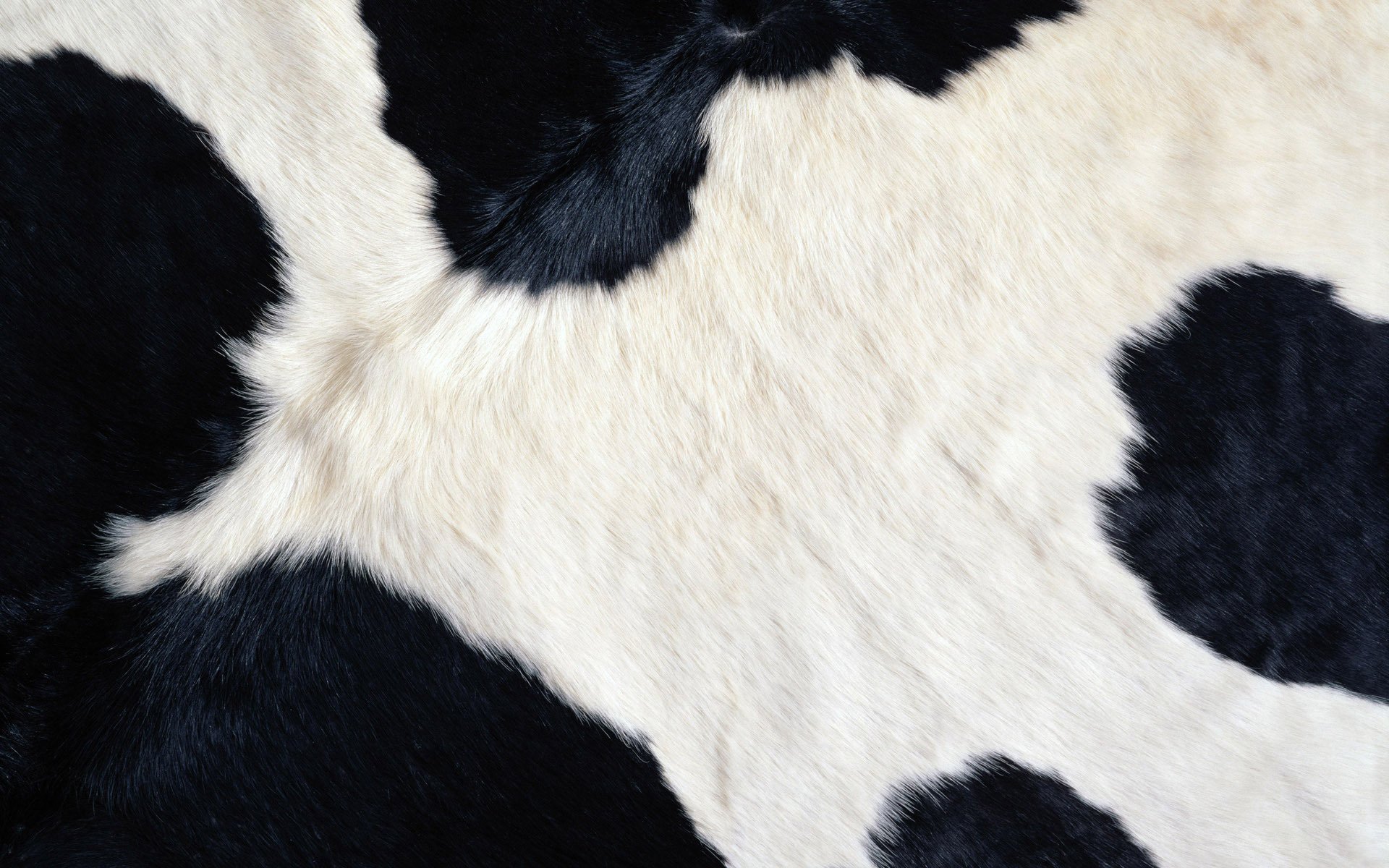 laine burenka vache noir blanc texture