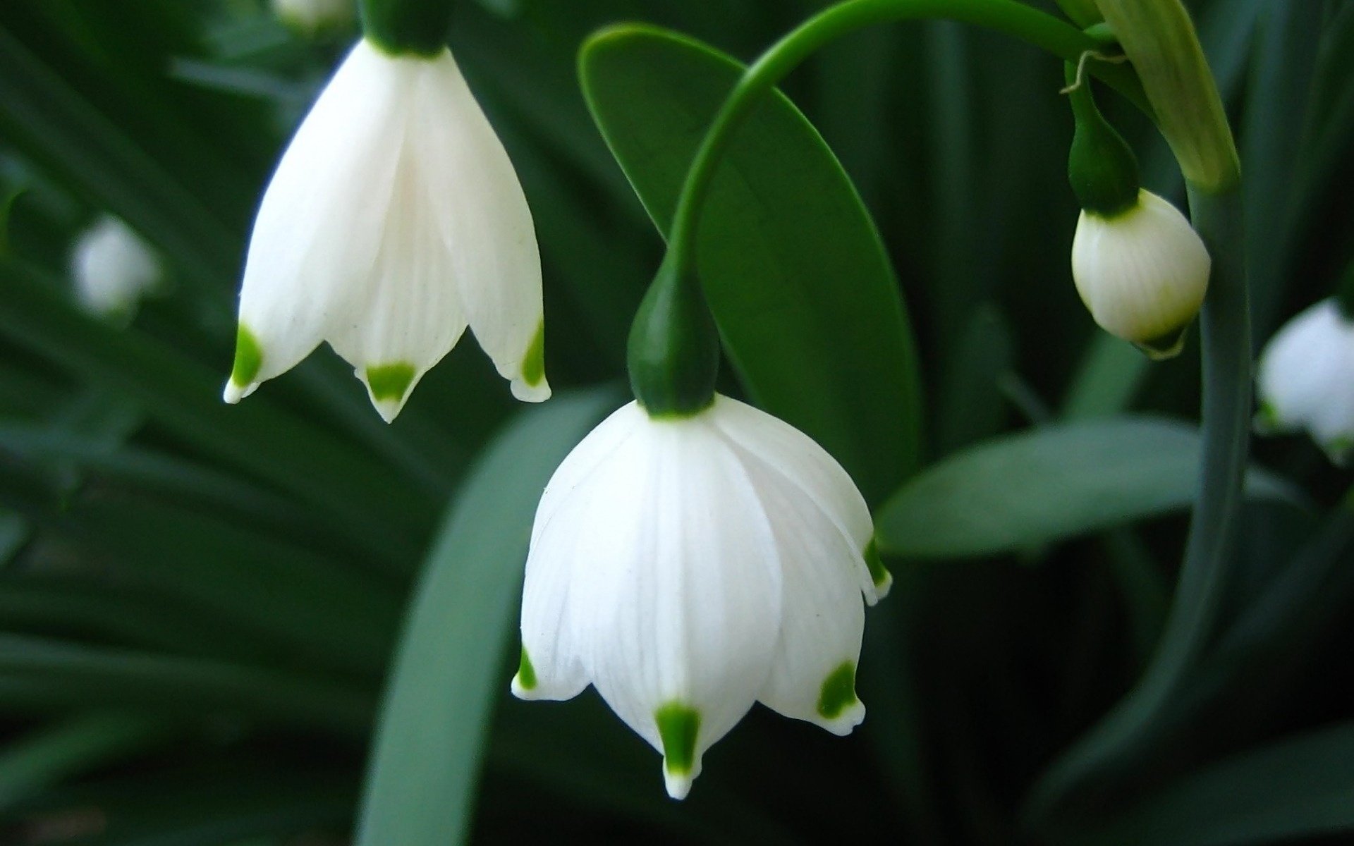 perce-neige fleurs primevère printemps gros plan