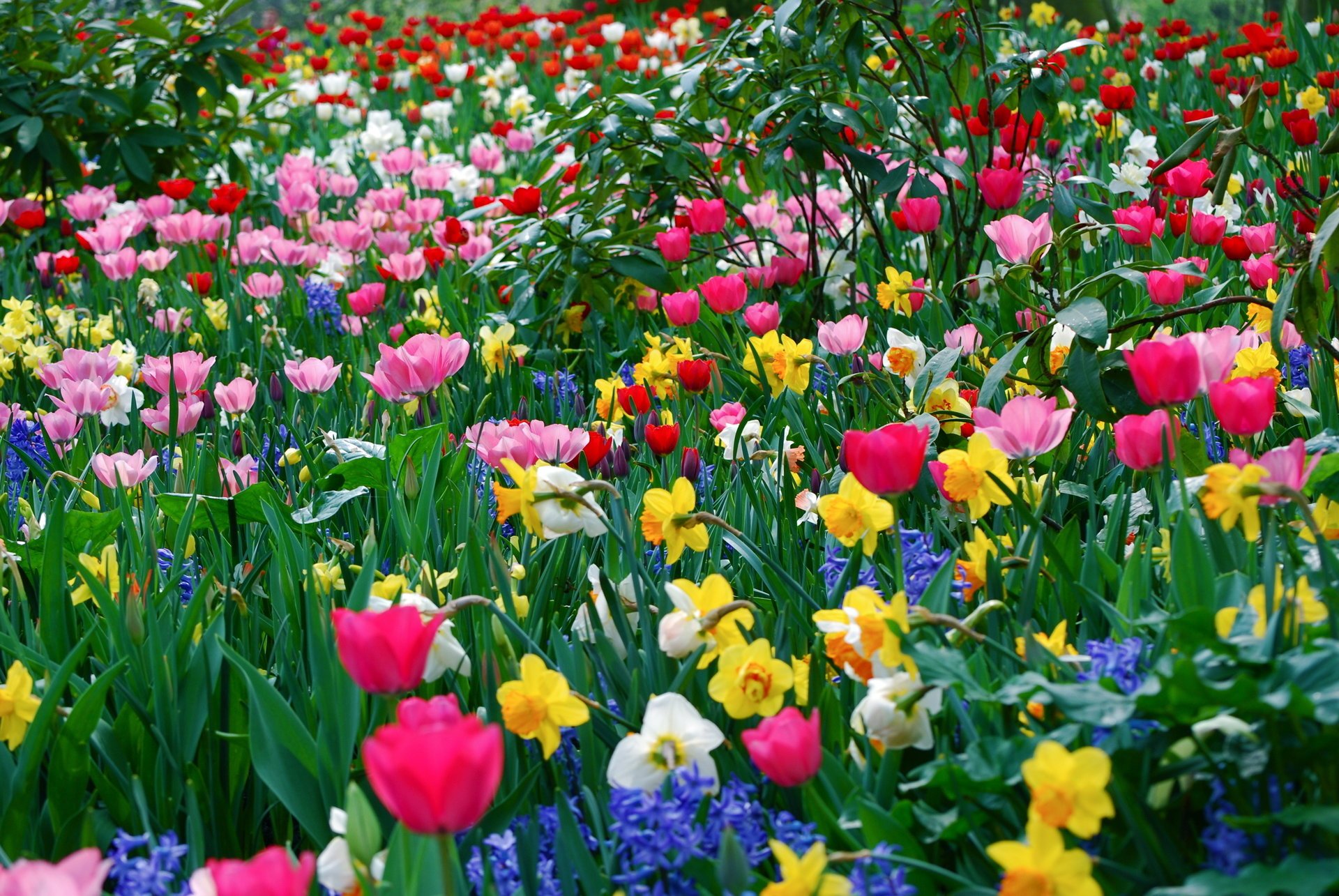 flowers different a lot spring spring wallpaper beds summer