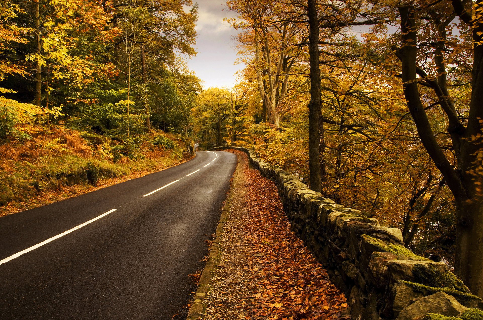 nature autumn road markup forest falling leaves golden time indian summer yellow leaves asphalt cloud