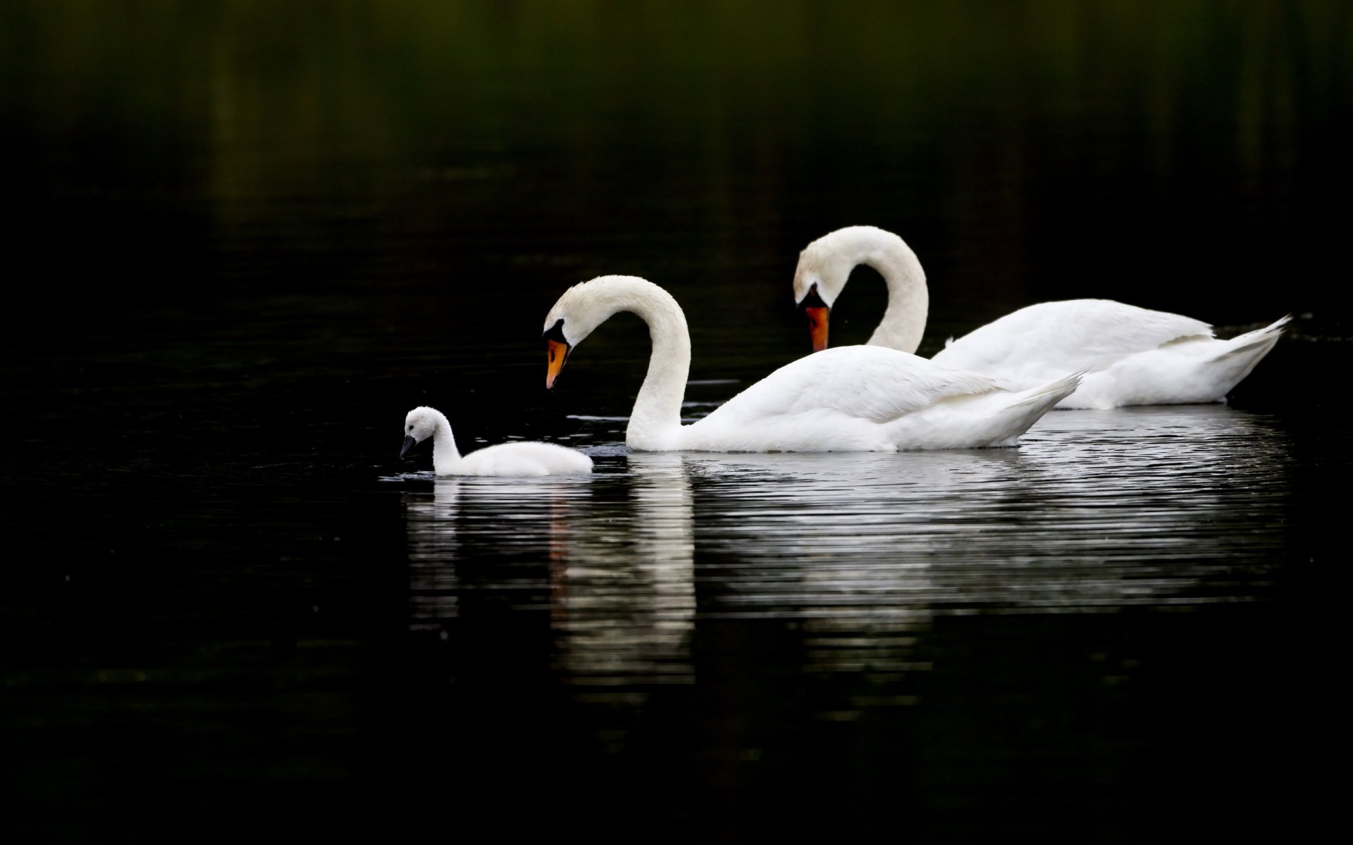 uccelli cigni tre acqua riflessione famiglia sfondo nero uccelli