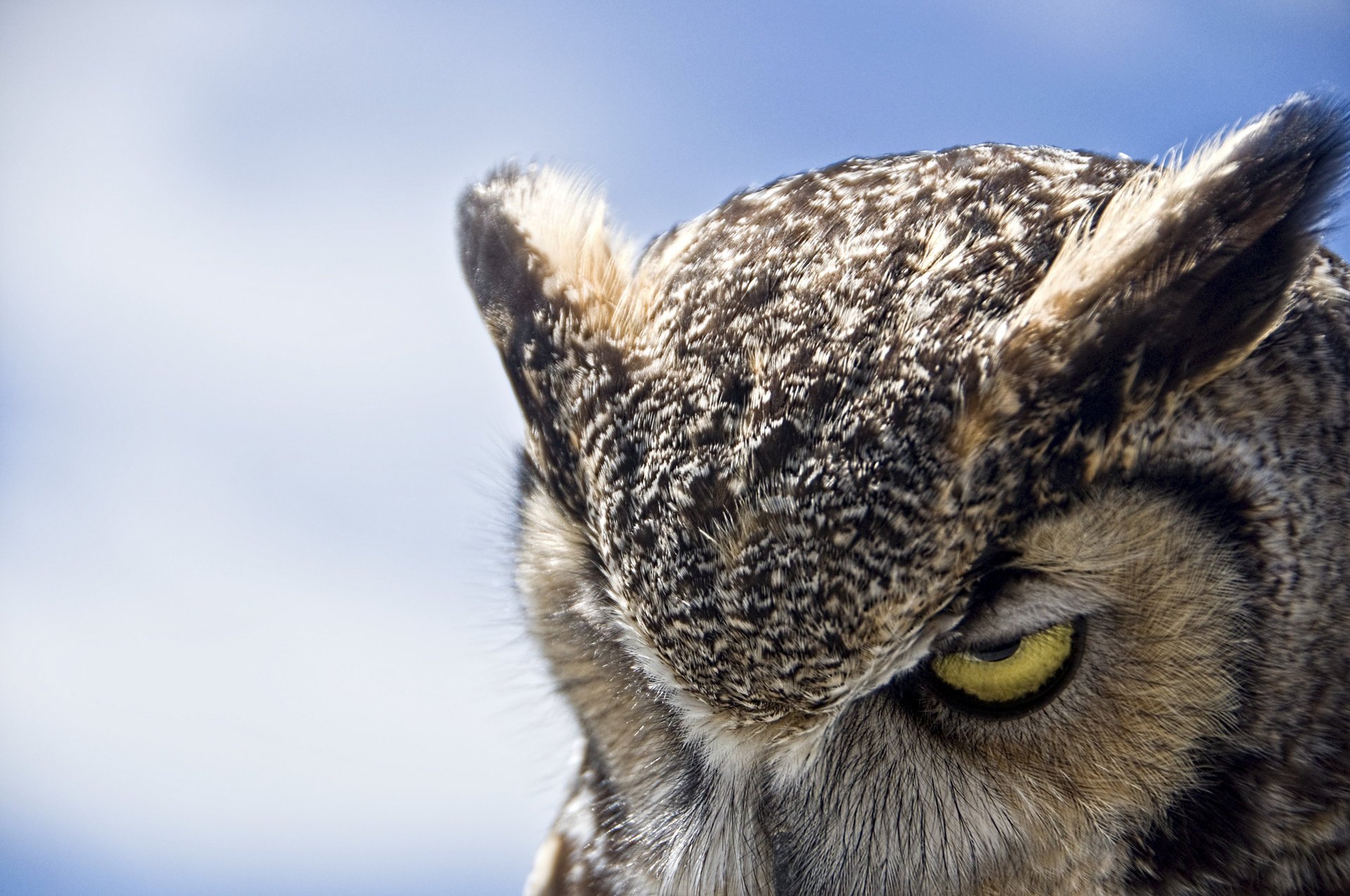 sowa ponura puchacz wielka horned owl ptaki oczy niebo spojrzenie pierzaste