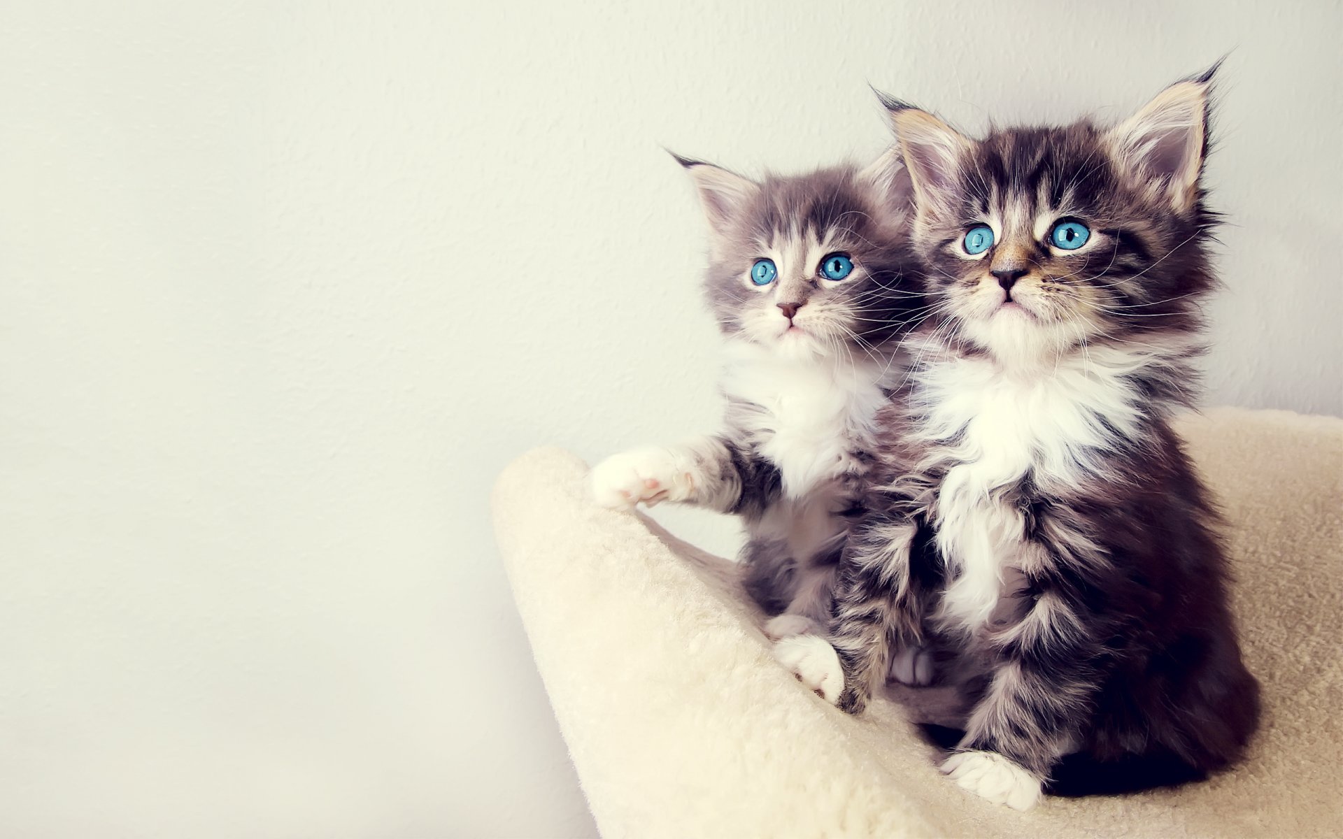 kätzchen augen blick tiere katze duo freude blaue augen warm warmer hintergrund wolle heller hintergrund