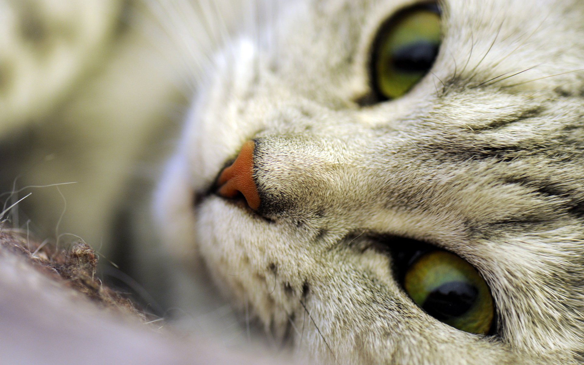 gato kitsia gato macro hocico ojos nariz bigote lana pelos animales mirada felino