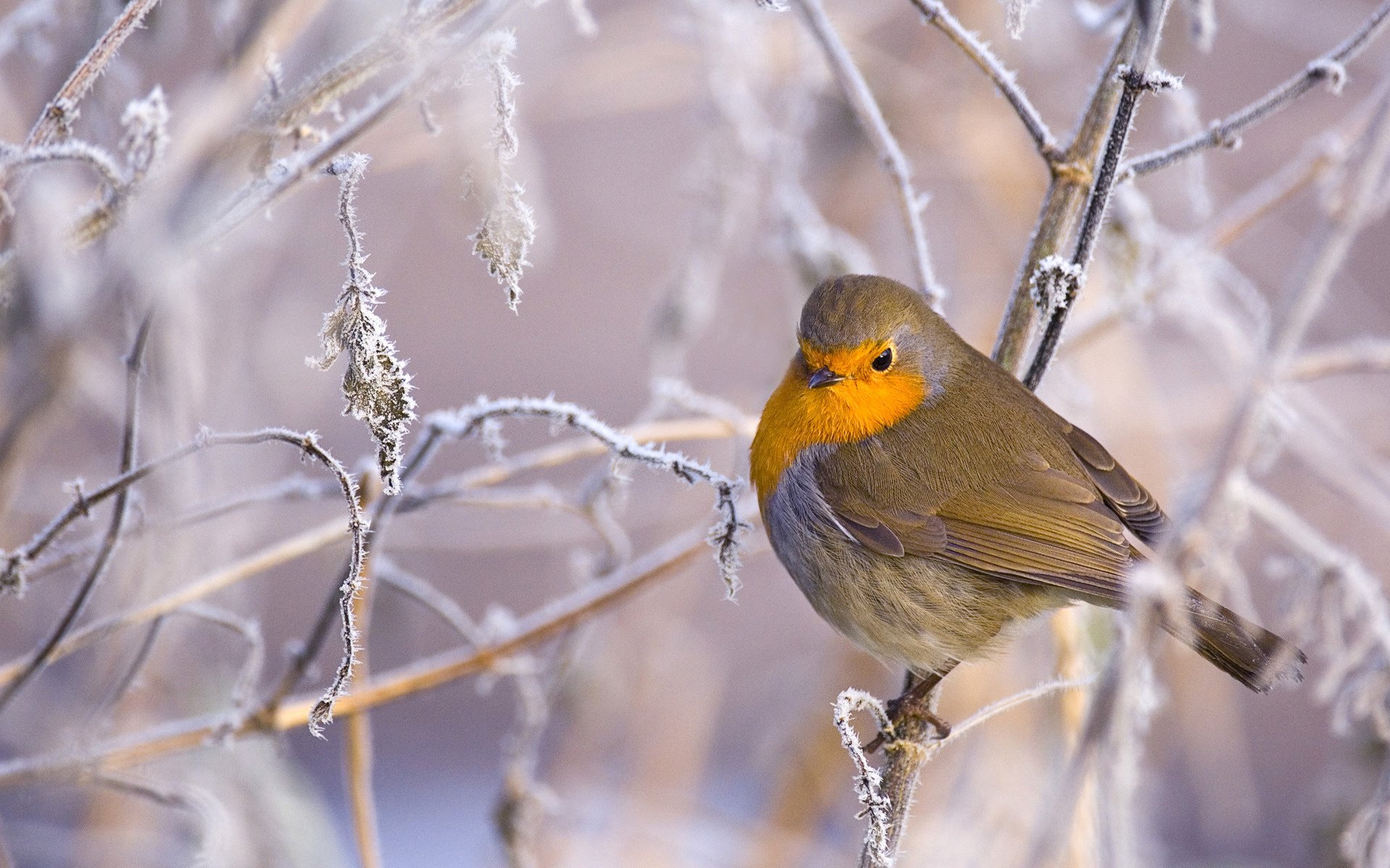 bird robin branches winter frost birds cold snow birds bird animal