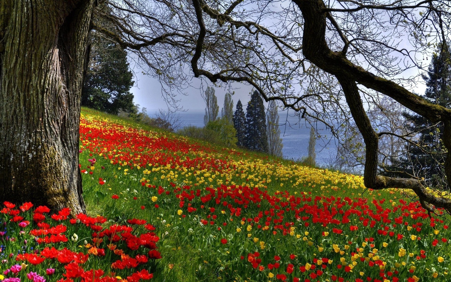 pente fleurs tulipes arbre branches printemps nature clairière champ de fleurs