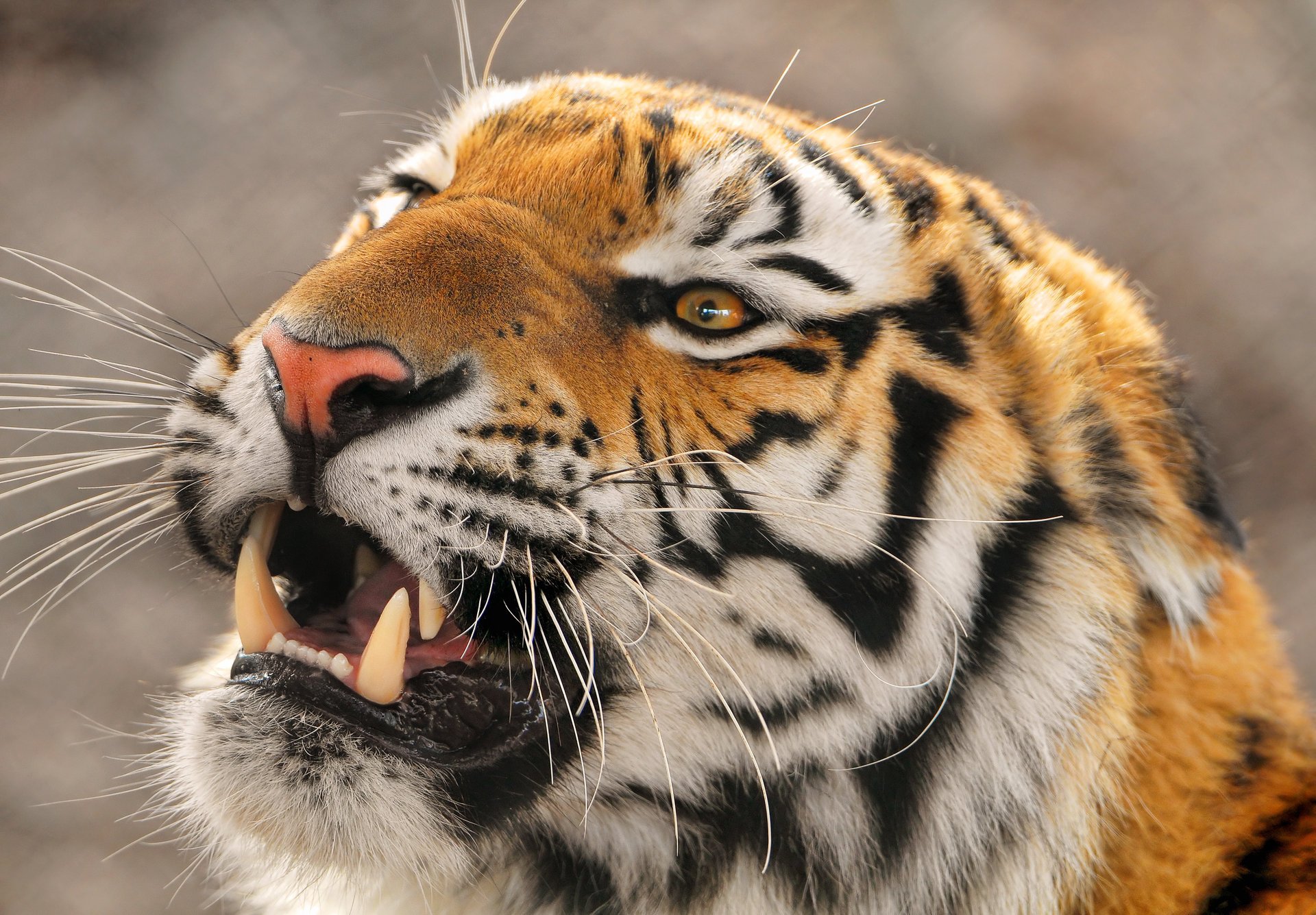 amur tigr ussurien panthera tigris altaica grand tigre tigre de l amour extrême-orient en colère animaux prédateurs sourire félin yeux