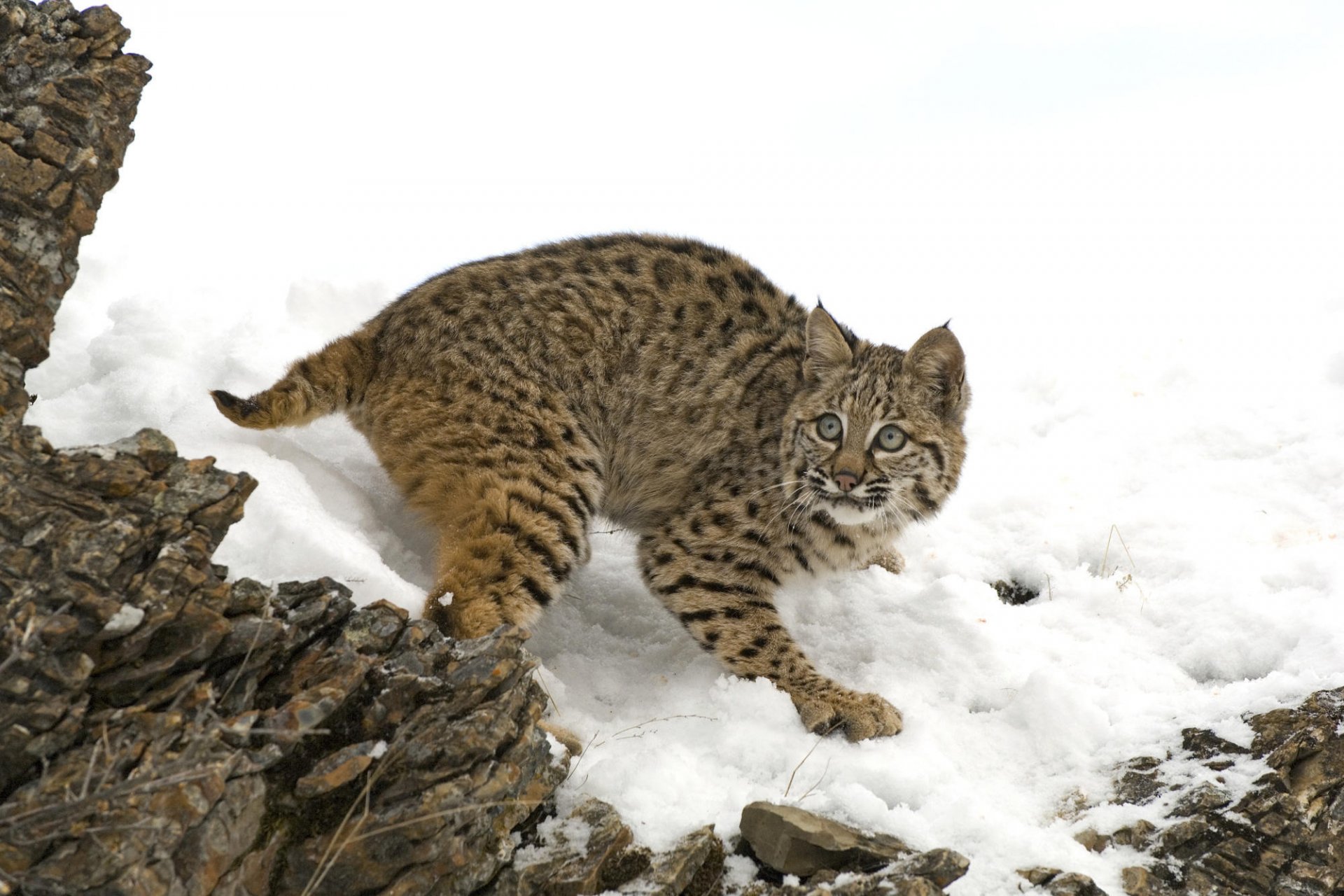 luchs schnee steine tiere raubtiere blick katze augen winter