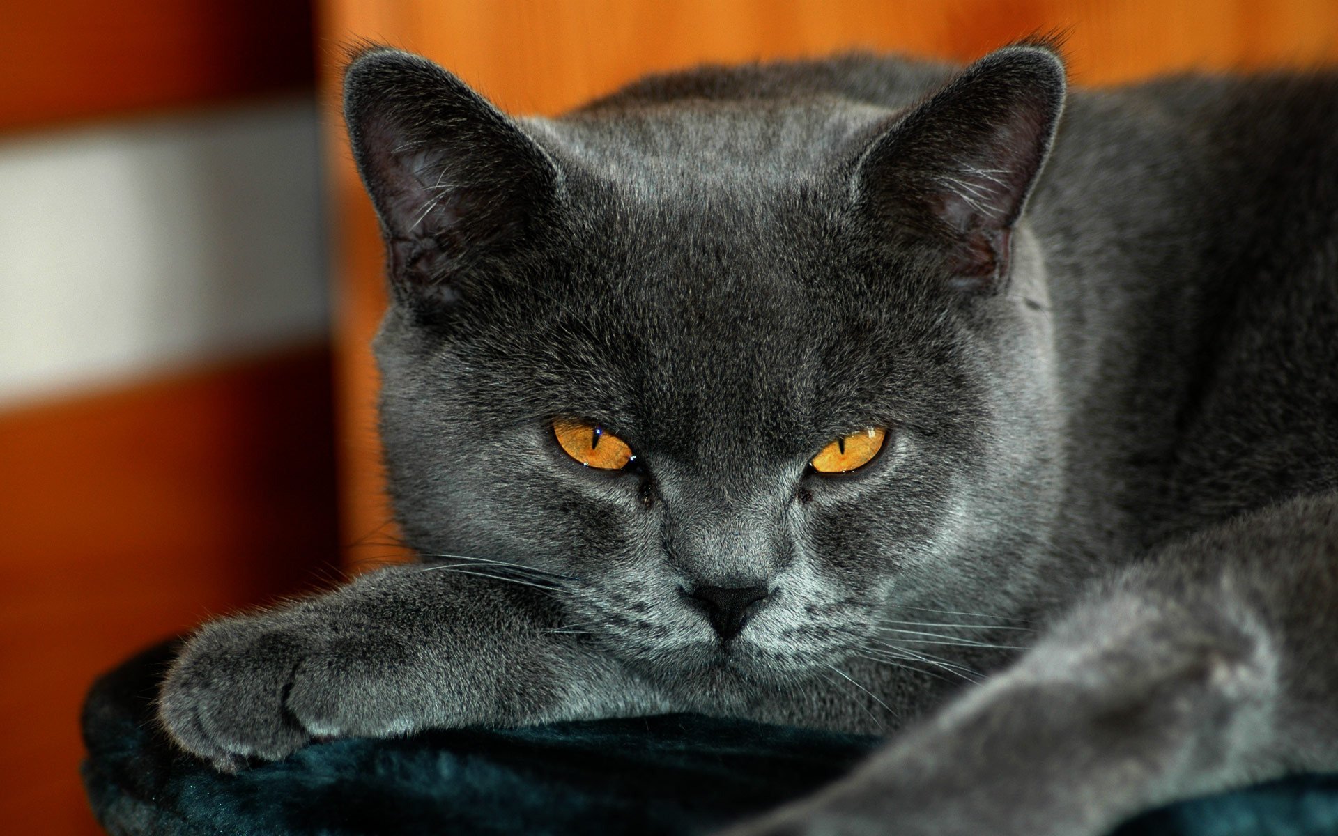 gato color gris lánguido británico ojos amarillos animales mirada gato ojos