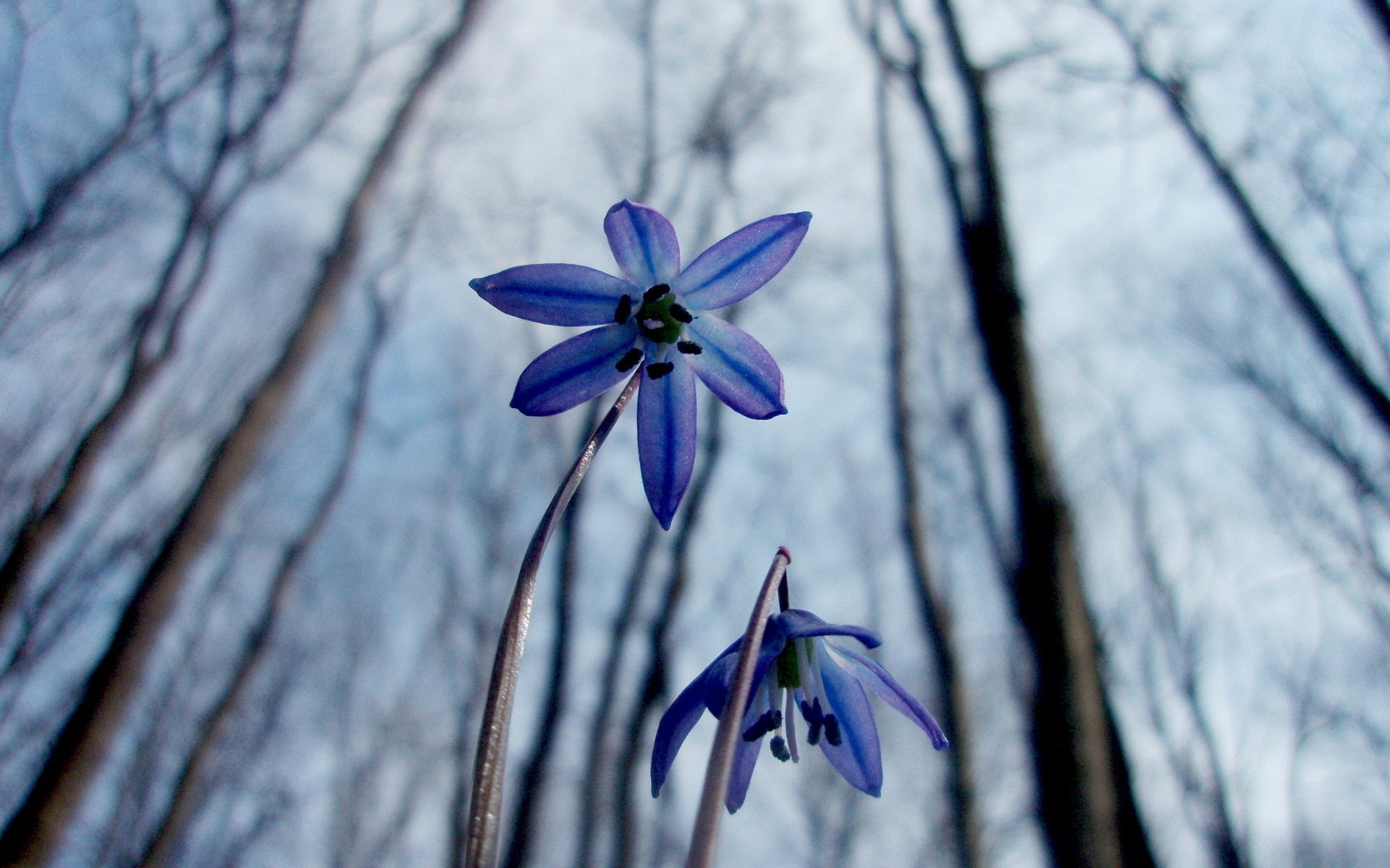 flowers snowdrops scilla spring nature macro