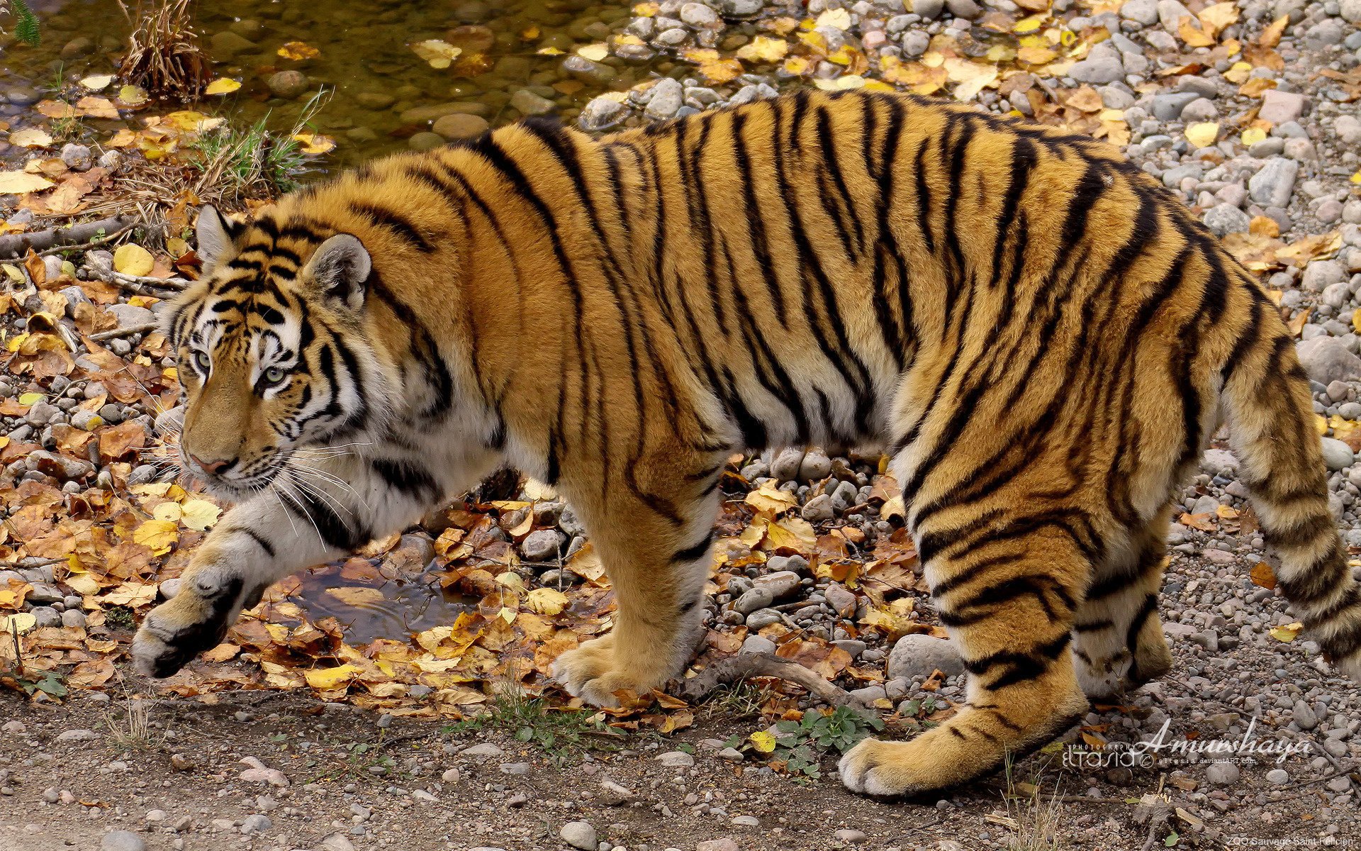 amurshaya tigre de amur otoño animales depredadores felino vista