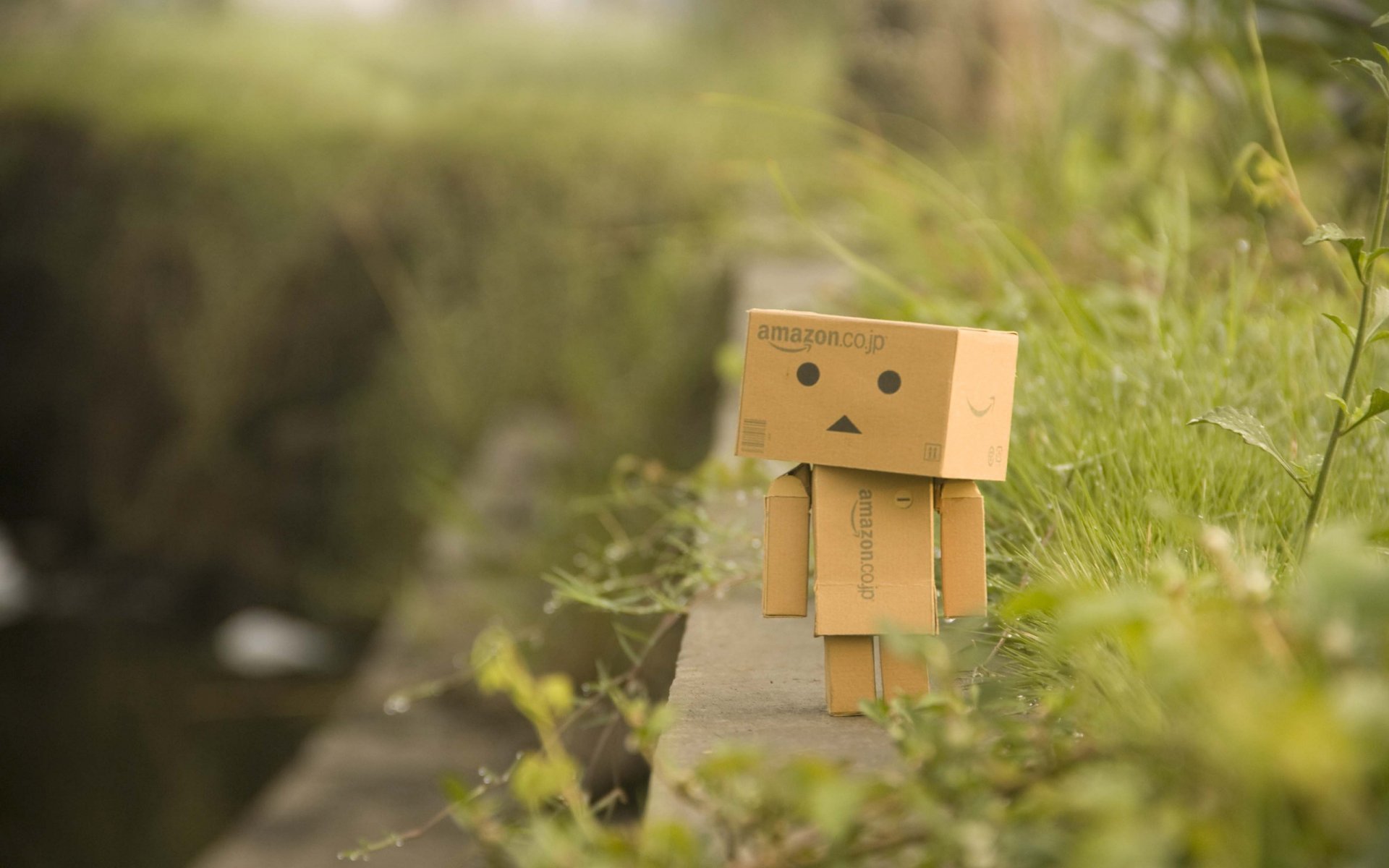 border danbo grass greens plants walk macro