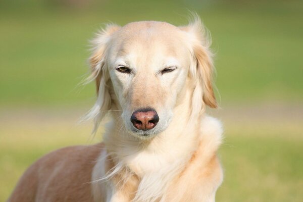 Der Hund schaut mit einem klugen Blick