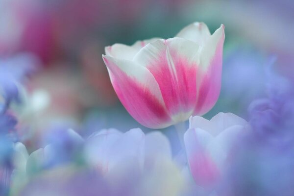 Die Zärtlichkeit der Tulpe weckt einen Frühlingsgeruch