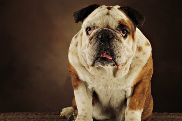 Bulldog anglais bien assis