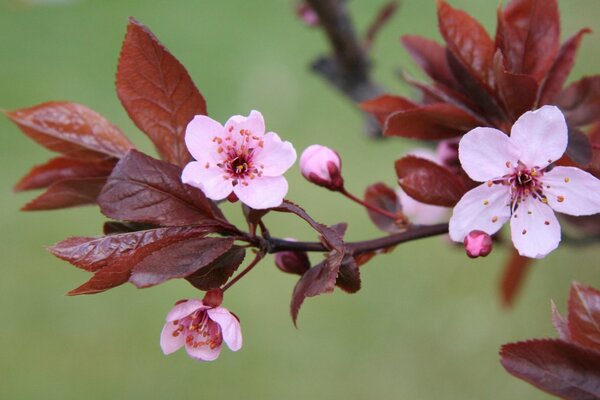 Kirschblüte mit rosa Zweig auf grünem Hintergrund