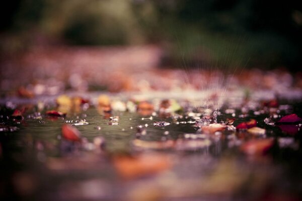 Puddle and autumn leaves macro shooting