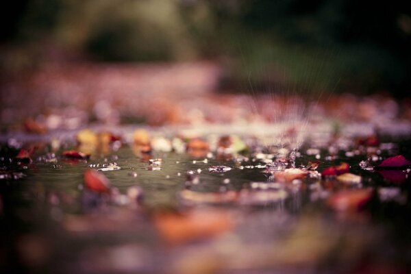 Charco y hojas de otoño macro tiro