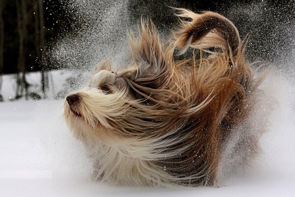 Der Hund schüttelt sich vom Schnee ab