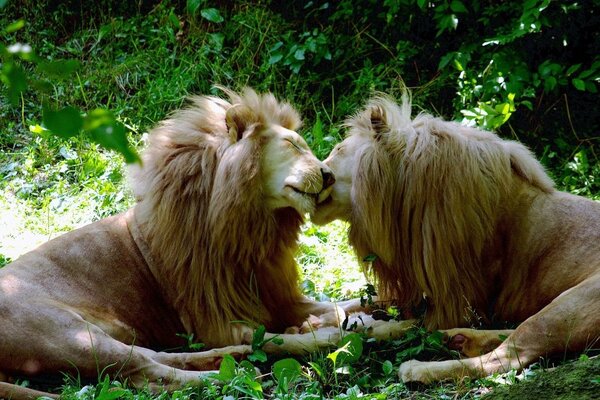 The love of two white lions