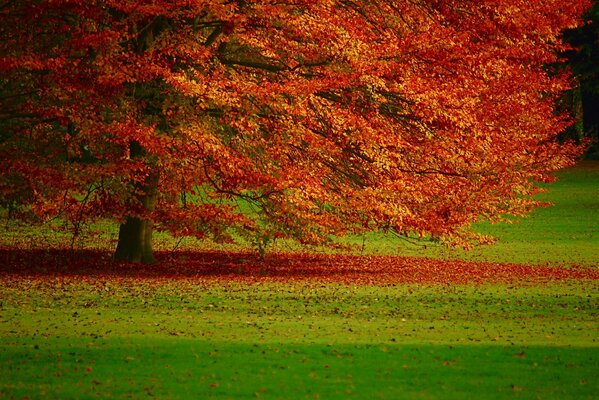A lonely autumn tree on a background of green grass