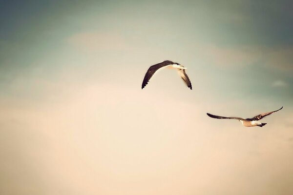 Flying seagulls close-up