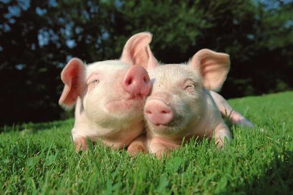 Two pigs are lying on the grass