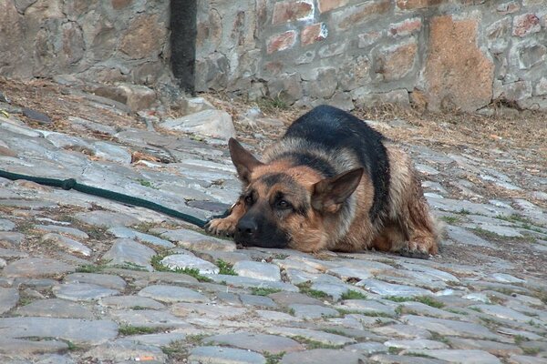 Chien de berger réfléchi sur le trottoir