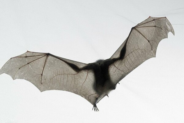 A bat in flight against the sky