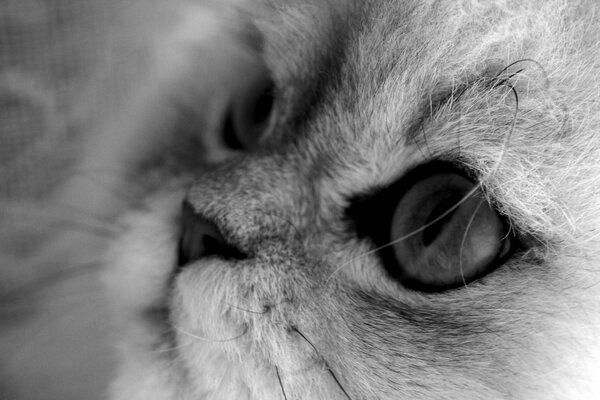 Macro view of a gray-white kitty