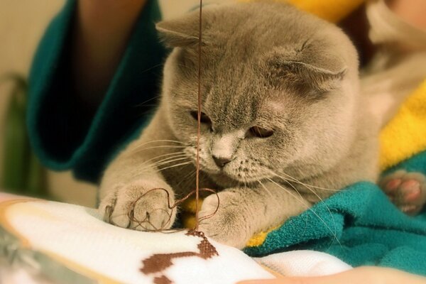 Chat gris jouant avec le fil