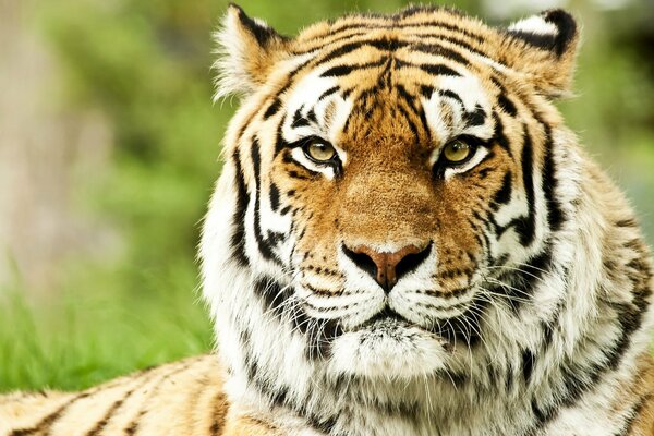 Siberian tiger is watching you