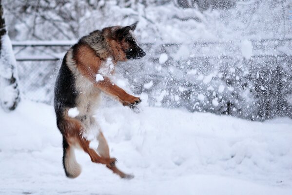 Berger allemand saute dans la neige